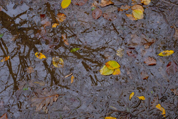 Leaves on a puddle, autumn on Mount Ulia