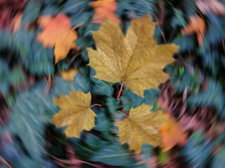 Autumn leaves down on the ground blurry.