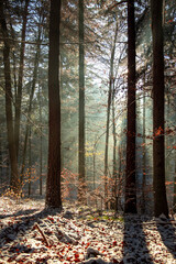 Amazing sunbeams in winter forest 