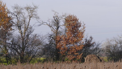 trees in the field