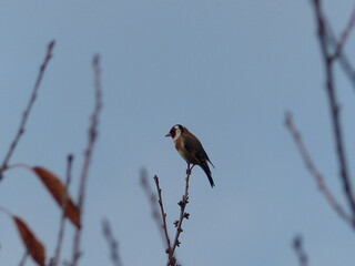 Goldfinch