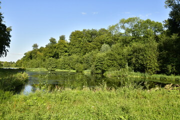 Obraz na płótnie Canvas La végétation sauvage autour d'un des étangs à l'arrière parc de Tervuren à l'est de Bruxelles