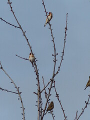 Goldfinch in a tree