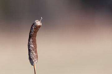 Frozen Cattail in Late Afternoon in Winter
