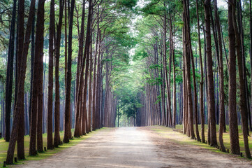 Rows of towering pine trees at Hot district, Chiang Mai, Thailand