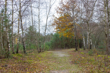 Landscape in the National Park Maasduinen in the Netherlands