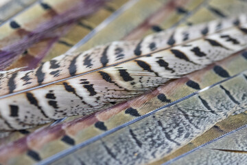 pheasant feathers 