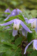 kwiaty górskie - Powojnik alpejski, Clematis alpina, Tatry © Ewa