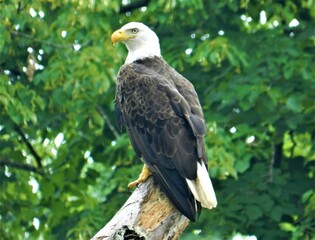 American Symbol the Majestic Bald Eagle
