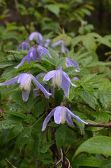 kwiaty górskie - Powojnik alpejski, Clematis alpina, Tatry © Ewa