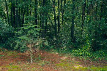 Obraz premium Golden Cape Forest Park, Rovinj (Rovigno) - Istria, Croatia