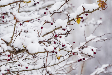nice winter in the park