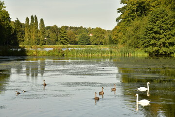 Cygnes et bernasses du Canada nageant dans les eaux entourées de végétation sauvage au parc de Tervuren à l'est de Bruxelles