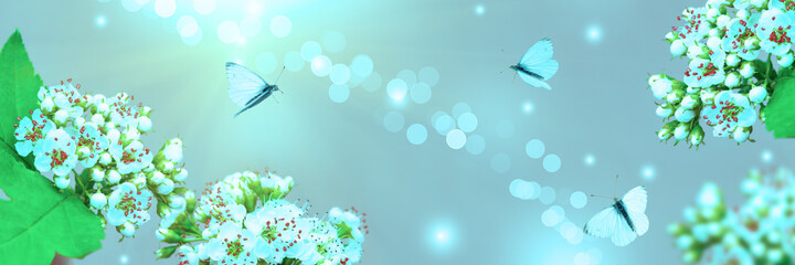 Beautiful white flowers, illuminated by the sun.Butterflies fly in the morning haze close-up, macro. Wide-format landscape, panorama, copy space.