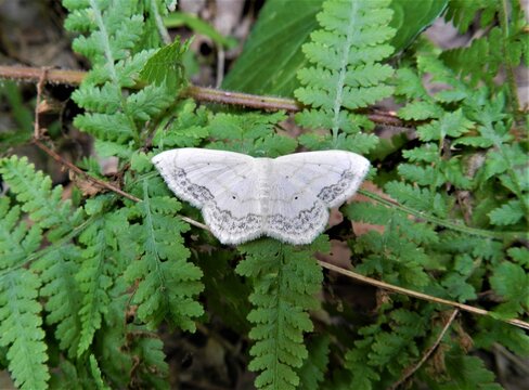 Lacey Winged Fairylike Woodlands  Moth