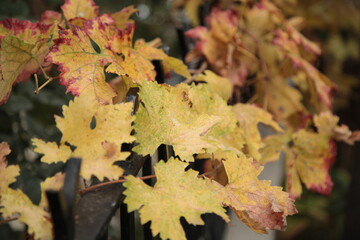leaves from the vine,
leaves from the vine lyrics,
leaves clipart,
leaves drawing,
leaves in spanish,
leaves changing color,
leaves falling,
leaves are falling,
leaves aesthetic,
