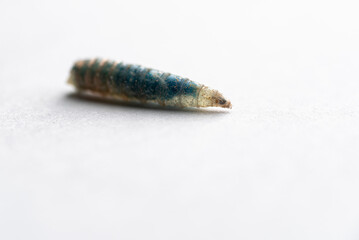 A close up photograph of a maggot/fly larvae