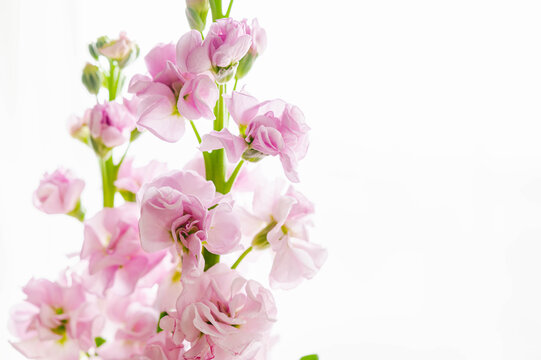 金魚草 の画像 23 570 件の Stock 写真 ベクターおよびビデオ Adobe Stock