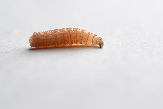 A close up photograph of a maggot/fly larvae