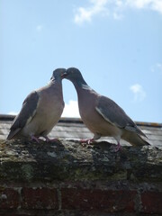 The pigeons are kissing