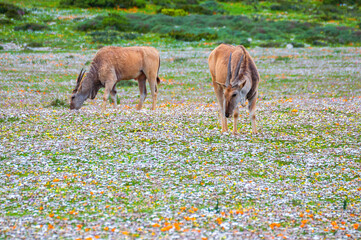 Two common eland antelopes (scientific name: Taurotragus oryx) pasturing in a meadow of green grass...