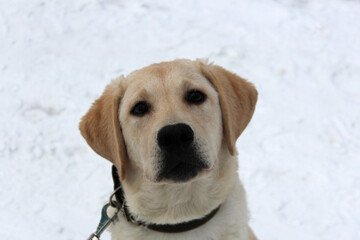 golden retriever in snow