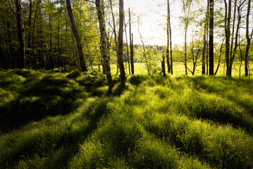 Fototapeta premium Sunset in a beautiful and peaceful forest. Fresh green color of leaves and grass. Setting sun peaking through the trees. Long shadows. Quiet, relaxing scene. Natural and landscape scene.