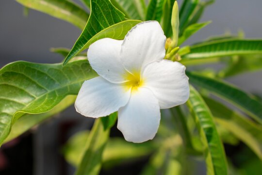 Plumeria Pudica Nag Champa Plant and Flower 