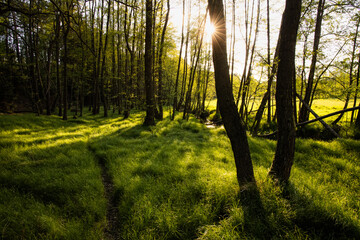 Sunset in a beautiful and peaceful forest. Fresh green color of leaves and grass. Setting sun peaking through the trees. Long shadows. Quiet, relaxing scene. Natural and landscape scene.