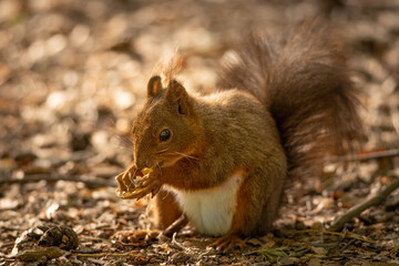 The red squirrel or Eurasian red squirrel (Sciurus vulgaris) is a species of tree squirrel in the genus Sciurus common throughout Eurasia. Cute and funny animal in the light eating nuts and curious.
