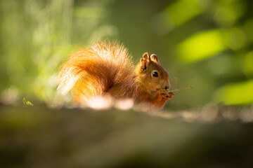The red squirrel or Eurasian red squirrel (Sciurus vulgaris) is a species of tree squirrel in the genus Sciurus common throughout Eurasia. Cute and funny animal in the light eating nuts and curious.