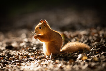The red squirrel or Eurasian red squirrel (Sciurus vulgaris) is a species of tree squirrel in the genus Sciurus common throughout Eurasia. Cute and funny animal in the light eating nuts and curious.