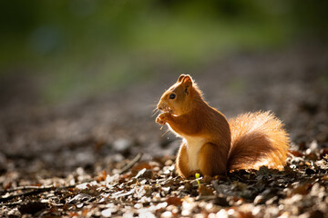 The red squirrel or Eurasian red squirrel (Sciurus vulgaris) is a species of tree squirrel in the...