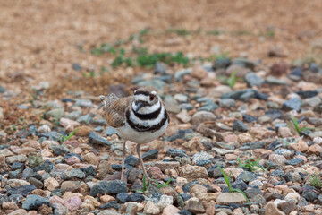 Killdeer on a Gravel Surface