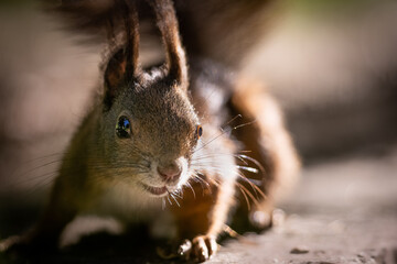 The red squirrel or Eurasian red squirrel (Sciurus vulgaris) is a species of tree squirrel in the...