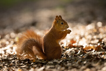 The red squirrel or Eurasian red squirrel (Sciurus vulgaris) is a species of tree squirrel in the...