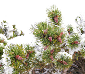 Fir Branch With Pine Cone And Snow	