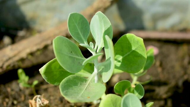 Withania somnifera, known commonly as ashwagandha, Indian ginseng, gooseberry,