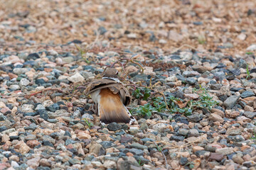 Killdeer on a Gravel Surface