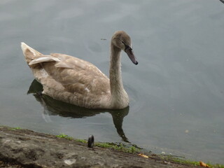 Obraz premium Swan on the water