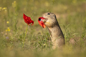 The European ground squirrel (Spermophilus citellus) is a species from the squirrel family, Sciuridae. Very funny, cheerful, curious and also endangered animal. Running and hiding on a meadow.
