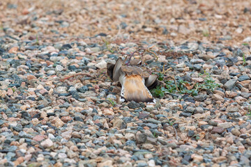 Killdeer on a Gravel Surface