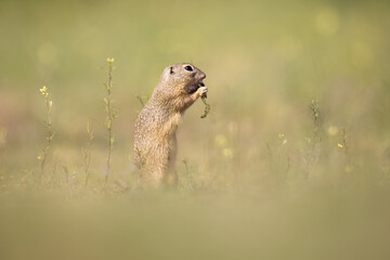 The European ground squirrel (Spermophilus citellus) is a species from the squirrel family, Sciuridae. Very funny, cheerful, curious and also endangered animal. Running and hiding on a meadow.