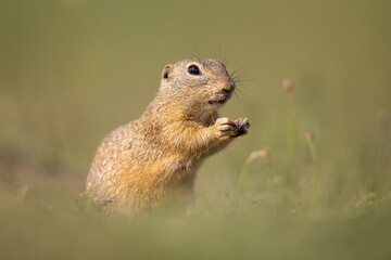 Naklejka na ściany i meble The European ground squirrel (Spermophilus citellus) is a species from the squirrel family, Sciuridae. Very funny, cheerful, curious and also endangered animal. Running and hiding on a meadow.