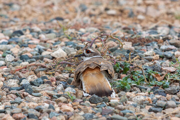 Killdeer on a Gravel Surface