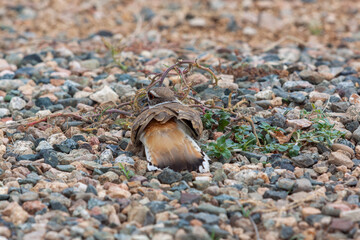 Killdeer on a Gravel Surface