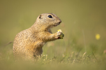 The European ground squirrel (Spermophilus citellus) is a species from the squirrel family, Sciuridae. Very funny, cheerful, curious and also endangered animal. Running and hiding on a meadow.