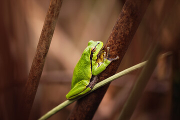 The European tree frog (Hyla arborea) is a small tree frog. Sitting on a blade of grass, hiding without move.As traditionally defined, it was found throughout much of Europe, Asia and northern Africa.