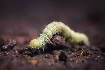 A close up, macro photo of a single caterpillar in a forest, on muddy ground. Light green body with many hair. A beautiful portrait of this tiny creature.