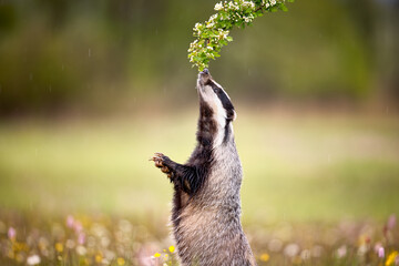 Animal on a meadow. The European badger (Meles meles), also known as the Eurasian badger, is a badger species in the family Mustelidae native to almost all of Europe and some parts of Western Asia. © janstria